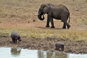 Elefant und Flusspferde im Kruger NP 