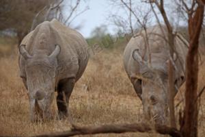 Nashörner im Kruger NP 