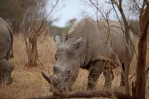 Nashorn im Kruger NP 