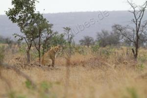 Löwe im Kruger NP 
