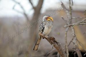 Gelbschnabel-Toko im Kruger NP 