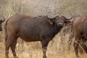 Büffel im Kruger NP 