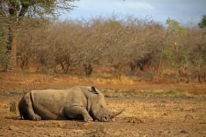 Nashorn im Kruger NP 