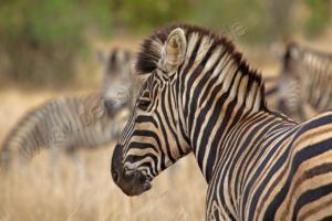 Zebra im Kruger NP 