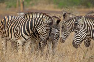 Zebras im Kruger NP 