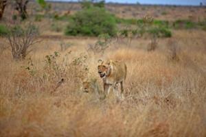 Löwen im Kruger NP 