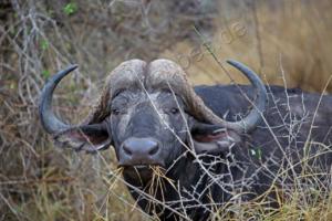 Büffel im Kruger NP 