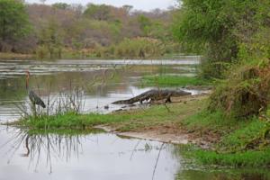 Goliathreiher und Krokodil 