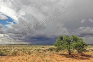 Gewitterstimmung über der Kalahari  