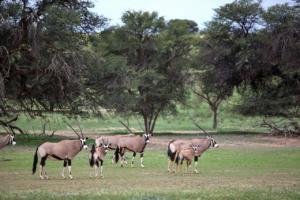 Oryx-Herde im Auob  
