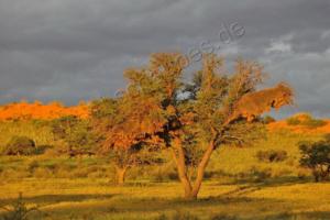 Gewitterstimmung in der Kalahari  