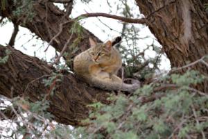 Afrikanische Wildkatze im Baum  