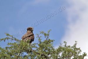 Schlangenadler 