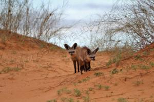 Löffelhunde in den Dünen 