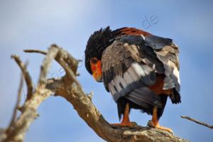 Gaukler (Bateleur) 