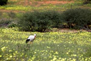 Storch in der Wiese 