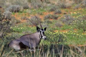 Oryx auf der Wiese 