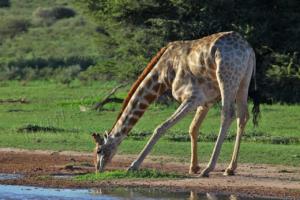 Giraffe am Wasserloch 