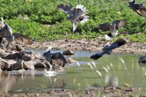 Tauben am Wasserloch 