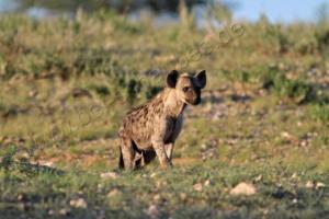 neugierige Hyäne 