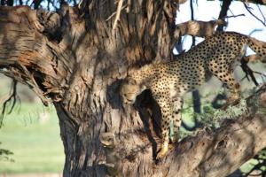 Gepard auf dem Baum 