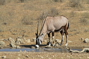 Oryx in Kij Kij 