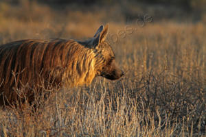 Braune Hyäne im Profil 