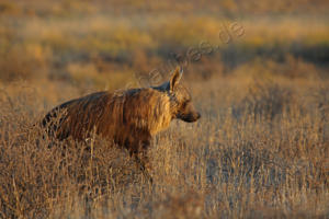Braune Hyäne kommt näher 