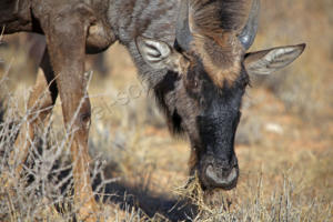 Gnu beim Grasen 