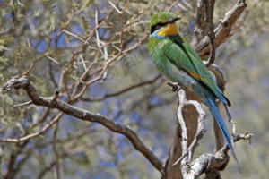 Und noch ein Bee Eater 