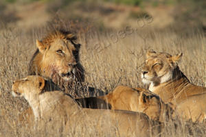 Mittagsschlaf bei Familie Löwe