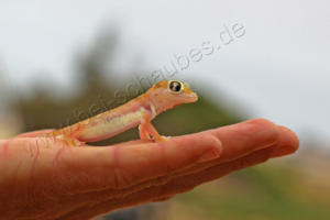 Wie groß ist ein Palmato-Gecko?