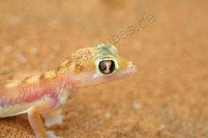 Palmato-Gecko im Profil