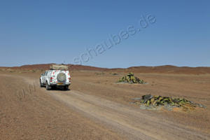 Welwitschia-Paradies