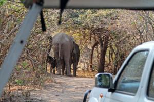 Elefanten besuchen Elly
