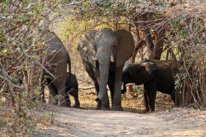 Elefanten besuchen Elly II
