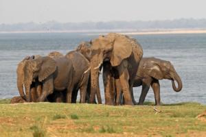 Elefanten am Sambesi