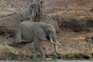 Elefantöser Abstieg in den Sambesi