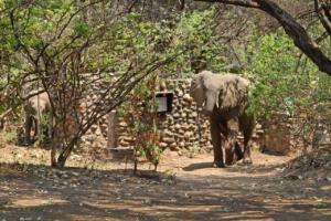 Elefanten zu Besuch