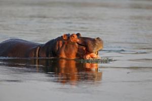 Hippo vor unserer Nase II