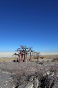 Baobab vor endloser Weite