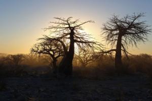 Baobab im Gegenlicht