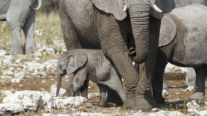 Elefantenbaby            