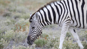 Fotogene Zebras      
