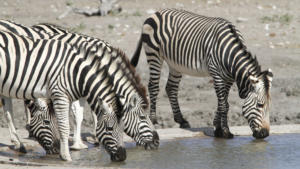 Nochmal Zebras    