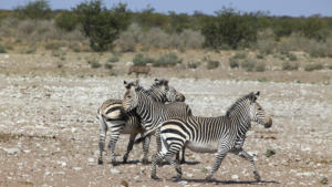 Zebras in Renostervlei   