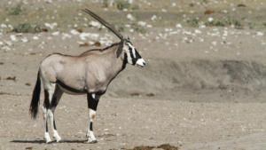 Oryx   