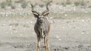 Noch'n Kudu   