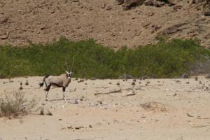 Oryx am Wegesrand