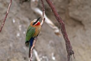 Kleiner, dicker Bee-Eater